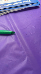 Pseudomyrmex oculatus