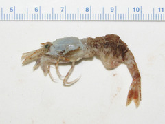 Sabinea sarsii