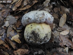 Rubroboletus pulchrotinctus