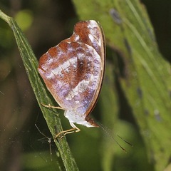 Catonephele mexicana