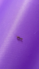 Pseudomyrmex oculatus