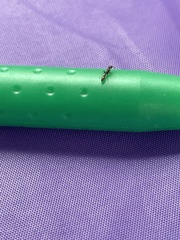 Pseudomyrmex oculatus