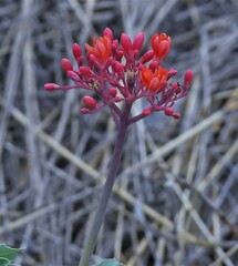 Jatropha grossidentata