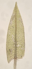 Imbribryum subapiculatum