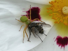 Diaea