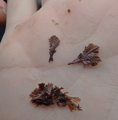 Corallinaceae