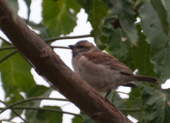 Passer rufocinctus