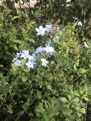 Plumbago