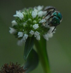 Agapostemon poeyi