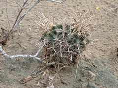 Ancistrocactus scheeri