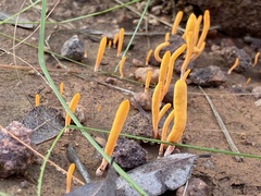 Clavulinopsis amoena