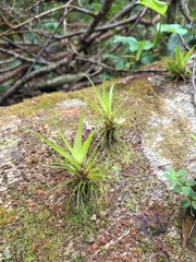 Guzmania