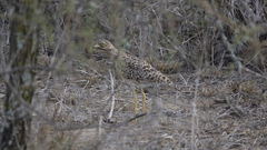Burhinus capensis