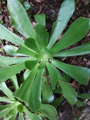 Aeonium