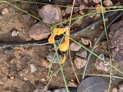 Clavulinopsis amoena