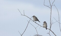 Bradornis microrhynchus