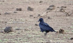 Corvus rhipidurus