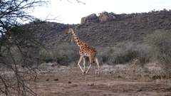 Giraffa camelopardalis reticulata