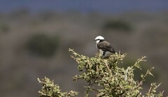 Eurocephalus ruppelli