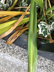 Ophiomyia kwansonis