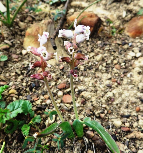 Image of Lachenalia canaliculata by (c) linkie, some rights reserved (CC BY)