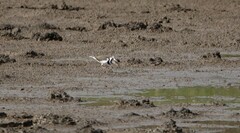 Charadrius tricollaris