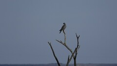 Melierax poliopterus