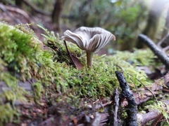 Pseudoclitocybe