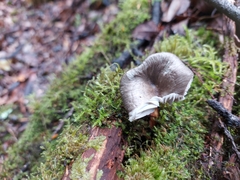 Pseudoclitocybe