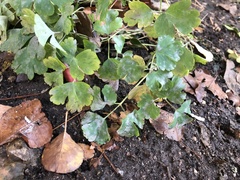 Erysiphe aquilegiae