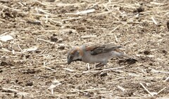 Passer rufocinctus