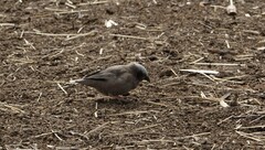 Pseudonigrita arnaudi