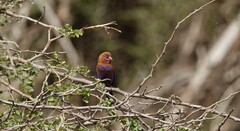 Granatina ianthinogaster