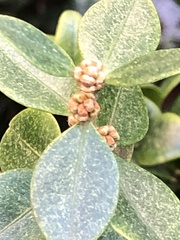 Eurytetranychus buxi