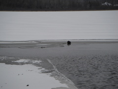 Castor canadensis