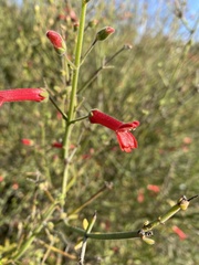 Gambelia juncea