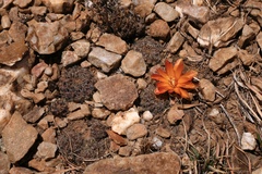Rebutia krugerae