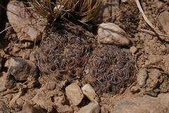 Rebutia krugerae