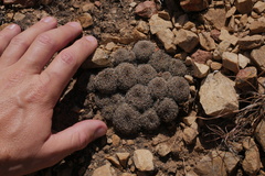 Rebutia krugerae