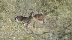 Kobus ellipsiprymnus defassa