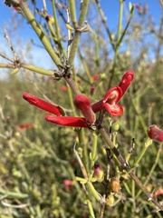 Gambelia juncea