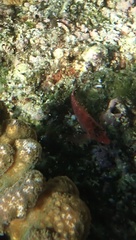 Cirrhitichthys oxycephalus