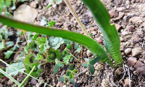 Image of Lachenalia canaliculata by (c) linkie, some rights reserved (CC BY)