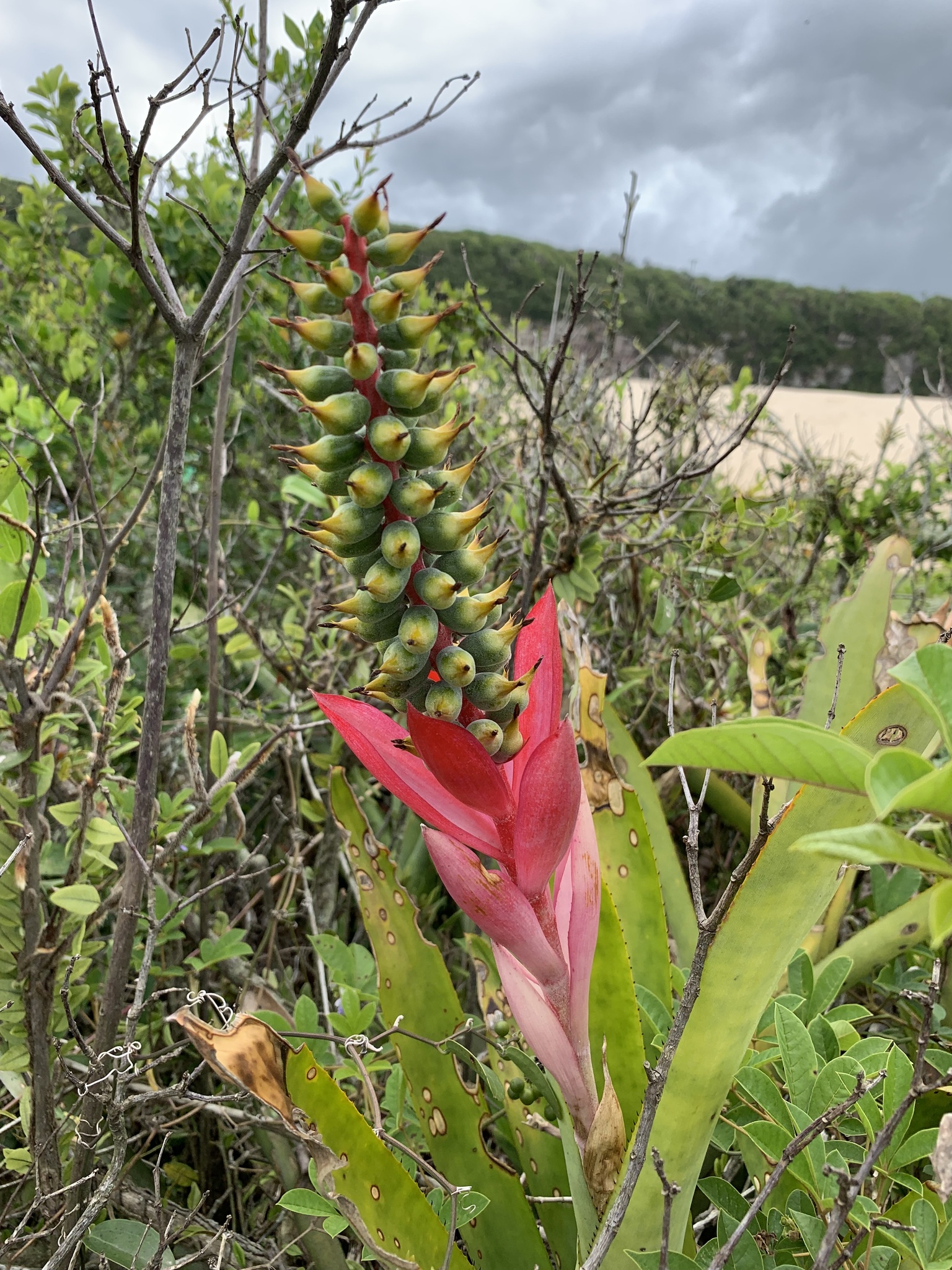 Aechmea nudicaulis
