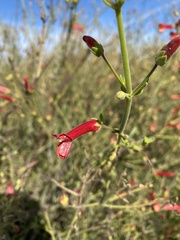 Gambelia juncea