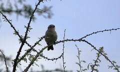 Bradornis microrhynchus