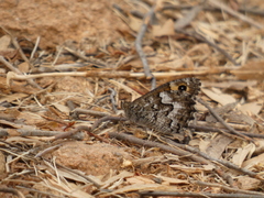 Hipparchia aristaeus