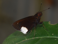 Cobalus virbius