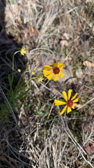 Thelesperma filifolium
