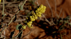 Manochlamys albicans